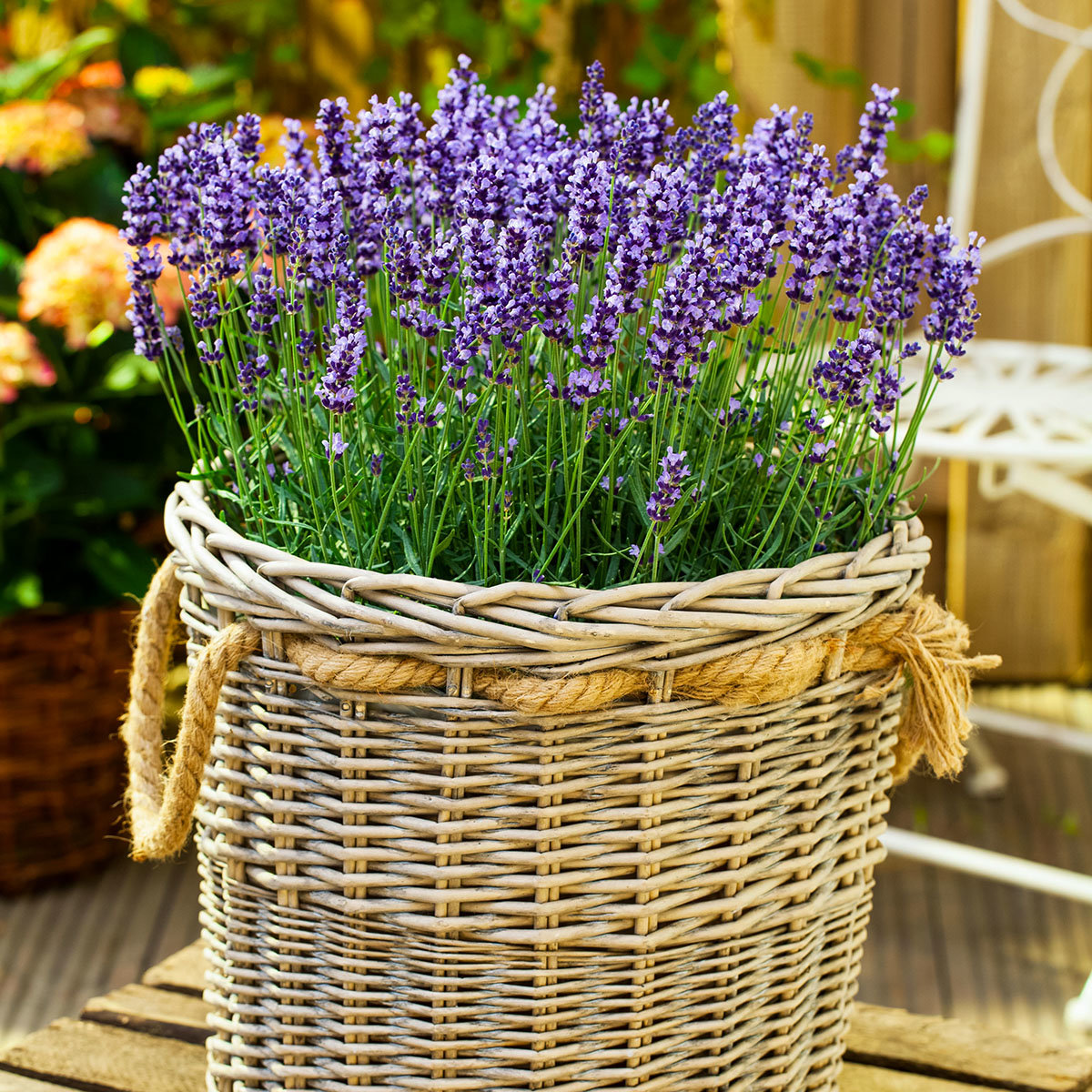 Lavendel