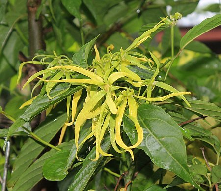 ylang-ylang-raeucherpflanze